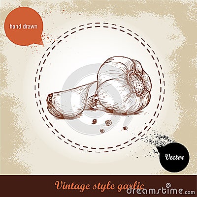 Vector hand drawn illustration with spice garlicsand black peppercorn on grunge old background. Vector Illustration