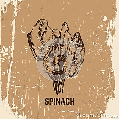 Vector hand drawn illustration of spinach. Vector Illustration