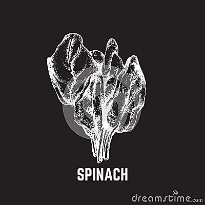 Vector hand drawn illustration of spinach. Vector Illustration