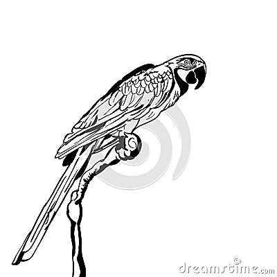 Vector hand drawn illustration of tropical parrot bird. Isolated monochrome parrot. Vector Illustration