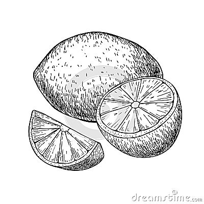 Vector hand drawn lemon or lime fruit with sliced peaces. Vector Illustration