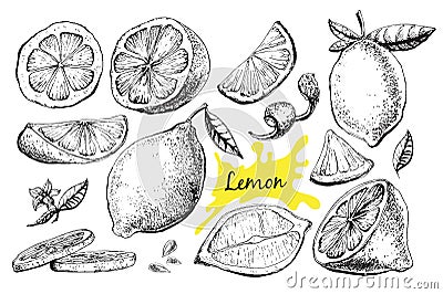 Vector hand drawn lime or lemon set. Vector Illustration