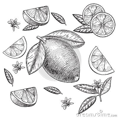 Vector hand drawn lime or lemon set. Whole , sliced pieces half, leave sketch. Fruit engraved style illustration. Retro Vector Illustration
