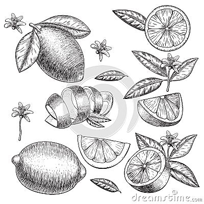 Vector hand drawn lime or lemon set. Whole , sliced pieces half, leave sketch. Fruit engraved style illustration. Retro Vector Illustration