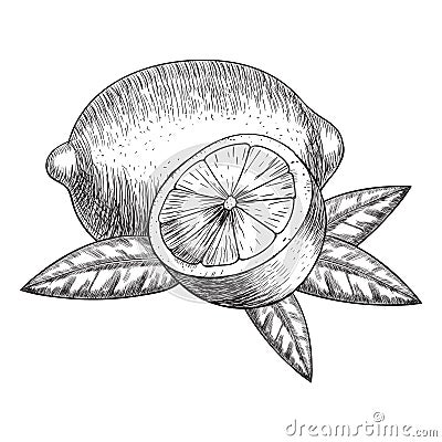 Vector hand drawn lime or lemon. Whole , sliced pieces half, leave sketch. Fruit engraved style illustration. Detailed Vector Illustration