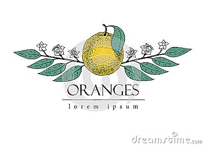 Vector hand drawn logo template with leaves and orange fruit. Vintage illustration. Vector Illustration