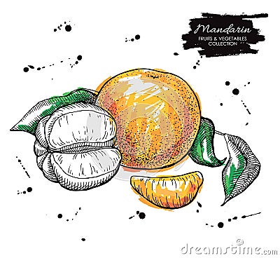 Vector hand drawn mandarin illustration. Artistic collection Vector Illustration