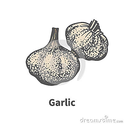 Vector hand-drawn matured head of garlic Vector Illustration