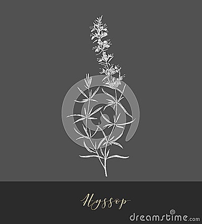 Vector hyssop herb. Vector Illustration