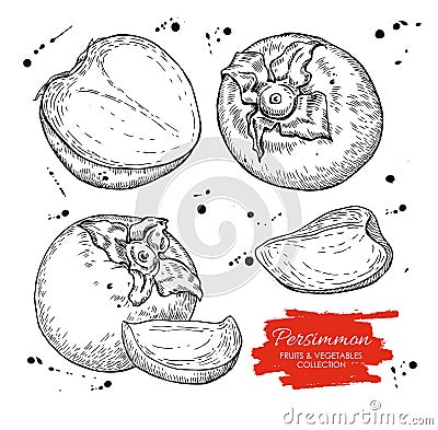 Vector hand drawn persimmon set. Engraved collection Vector Illustration