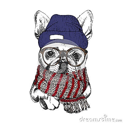 Vector hand drawn portrait of cozy winter dog. French bulldog wearing knitted scarf, beanine andhipster glasses. Vector Illustration