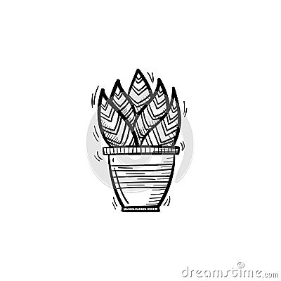 Sansevieria trifasciata hand drawn sketch icon. Vector Illustration