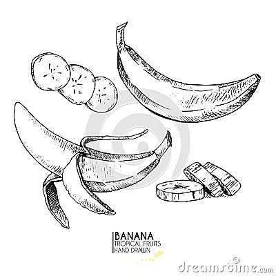 Vector hand drawn set of exotic fruits. Ioslated banana. Engraved art. Delicicous tropical vegetarian objects. Vector Illustration