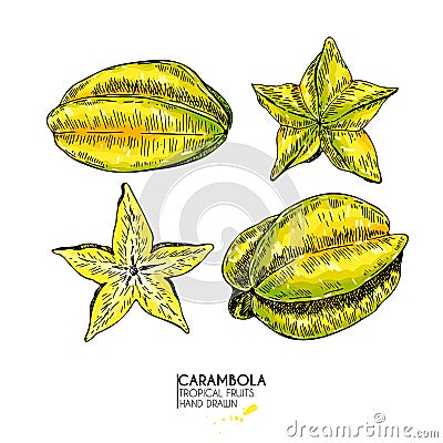 Vector hand drawn set of exotic fruits. Isolated carambola slices, and whole. Engraved colored art. Delicious tropical Vector Illustration