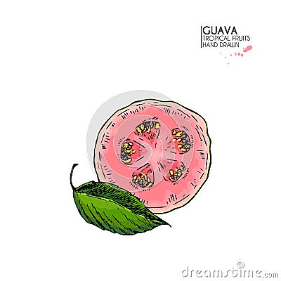 Vector hand drawn set of exotic fruits. Isolated guava. Engraved colored art. Delicicous tropical vegetarian objects. Vector Illustration