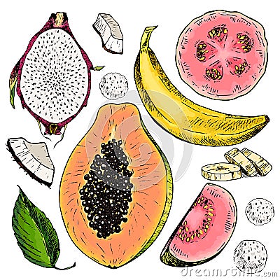 Vector hand drawn set of exotic fruits. Isolated papaya, pitaya, banana, guava, coconut. Engraved colored art. Delicious tropical Vector Illustration