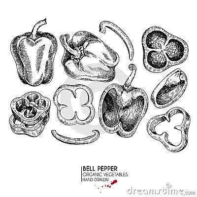 Vector hand drawn set of farm vegetables. Isolated bell pepper rings. Engraved art. Organic sketched vegetarian objects. Vector Illustration