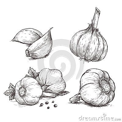 Vector hand drawn set of garlic. Vector Illustration