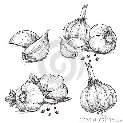 Vector hand drawn set of garlic. Vector Illustration