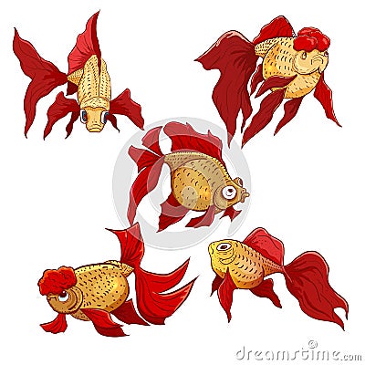 Vector hand drawn set of goldfish. Calico goldfish, lionhead goldfish, cometas goldfish Vector Illustration