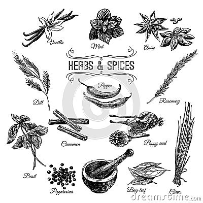 Vector hand drawn set with Herbs Spices Vector Illustration