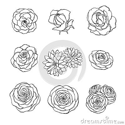 Vector hand drawn set of rose, camellia, peony and chrysanthemum flowers outline isolated on the white background. Floral decor Vector Illustration