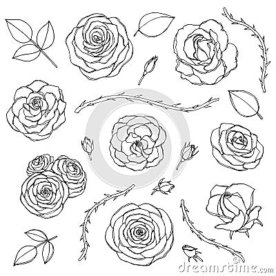 Vector hand drawn set of rose flowers with buds, leaves and thorny stems line art isolated on the white background. Floral collect Vector Illustration