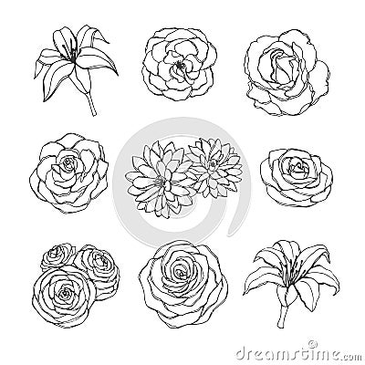 Vector hand drawn set of rose, lily, peony and chrysanthemum flowers contours isolated on the white background. Vintage Vector Illustration