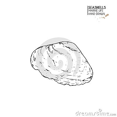 Vector hand drawn set of seashells. Isolated starfish. Underwater animal life. Tropical scallop on white. Engraved art. Vector Illustration