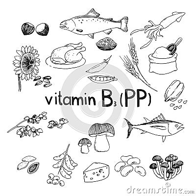 Vector hand-drawn set of vitamin B3 (PP) source foods. Dietetic organic nutrition. Doodle vector illustration Vector Illustration