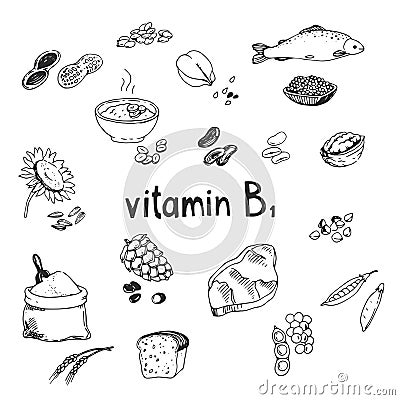 Vector hand-drawn set of vitamin B1 source foods. Dietetic organic nutrition. Doodle vector illustration with natural healthy Vector Illustration