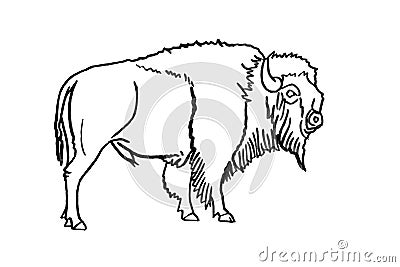 Vector hand drawn sketch of bison on white ,graphical illustration. Bull Vector Illustration