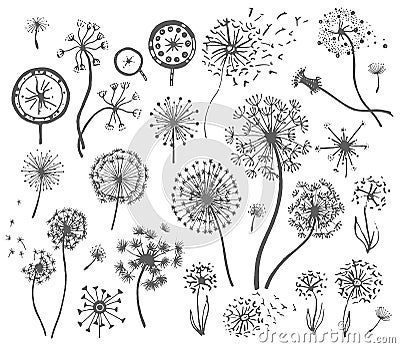 Vector Hand drawn sketch of dandelion flower illustration on white background Vector Illustration