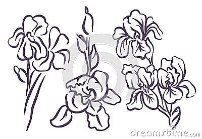 Vector hand drawn sketch of iris flower illustration on white background Vector Illustration