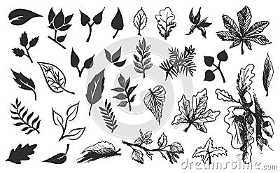Vector Hand drawn sketch of leaves illustration on white background Vector Illustration