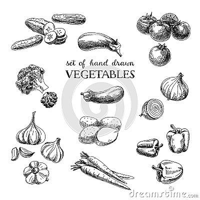 Vector hand drawn sketch vegetable set. Eco foods Vector Illustration
