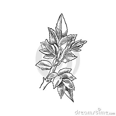Vector hand drawn sprout, sketch, black and white illustration, detailed botanical drawing template, isolated. Vector Illustration