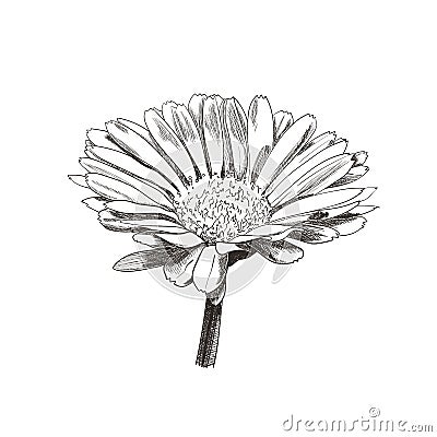 Vector Hand Drawn Vintage Style Flower, Daisy Flower Head, Plant Botanical Illustration, Calendula Sketch, Black Lines Isolated. Vector Illustration