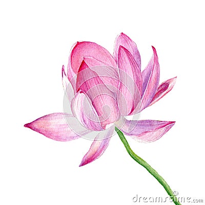 Vector Hand drawn watercolor illustration. One pink Lotus Cartoon Illustration
