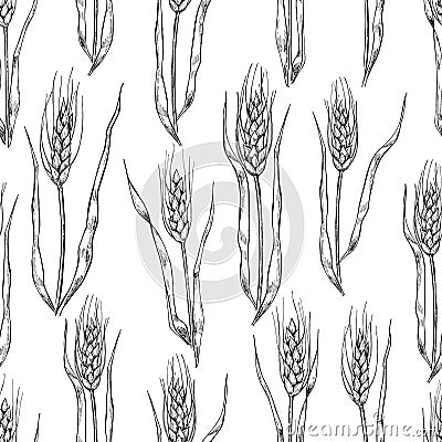 Vector hand drawn wheat ears seamlless pattern. Vector Illustration