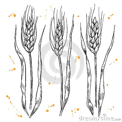 Vector hand drawn wheat ears set. Vector Illustration