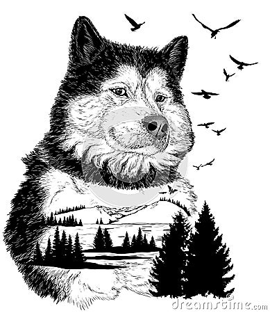 Vector Hand drawn Wolf for your design Stock Photo