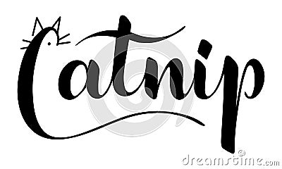 Vector hand written catnip text isolated on white background Vector Illustration