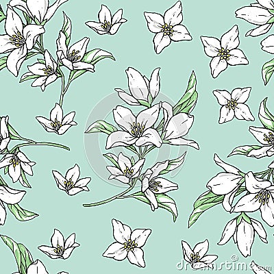 Vector handwork illustration. Drawing of blooming white jasmine with green leaves. Seamless pattern with jasmines for design Vector Illustration