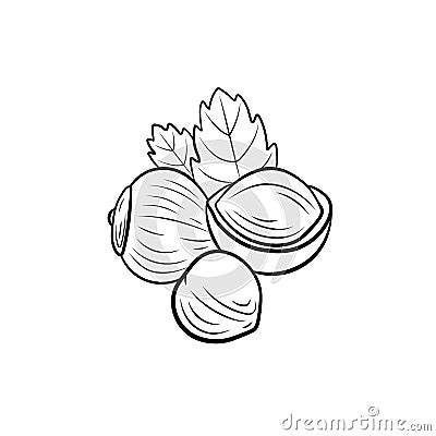 Vector hazelnut illustration, nuts group with leaves isolated on white background, black lines. Vector Illustration