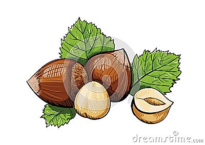 Vector hazelnuts clipart Vector Illustration