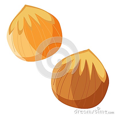 Vector hazelnuts illustration Vector Illustration