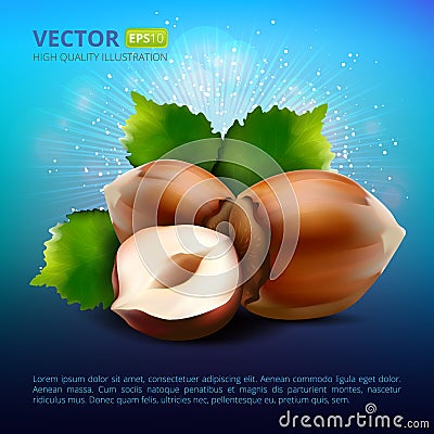 Vector hazelnuts with leaves on colorful background. Vector Illustration