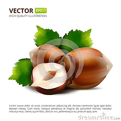 Vector hazelnuts with leaves isolated on white background. Vector Illustration