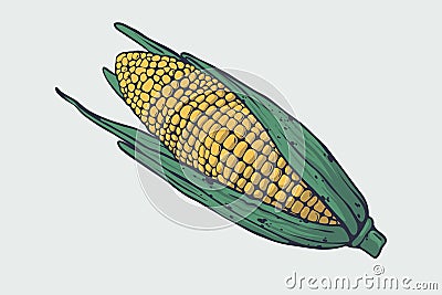 Vector healthy food illustration. Corn hand drawn sign. Good for leaflets, cards, posters, prints, menu. Vector Illustration